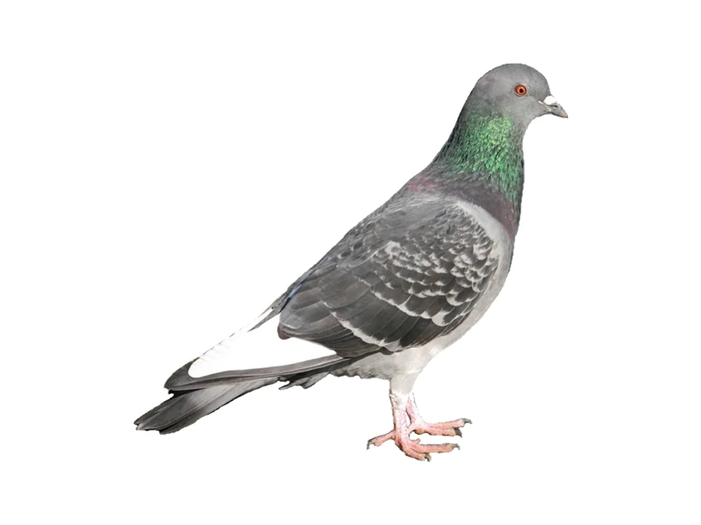 A pigeon.