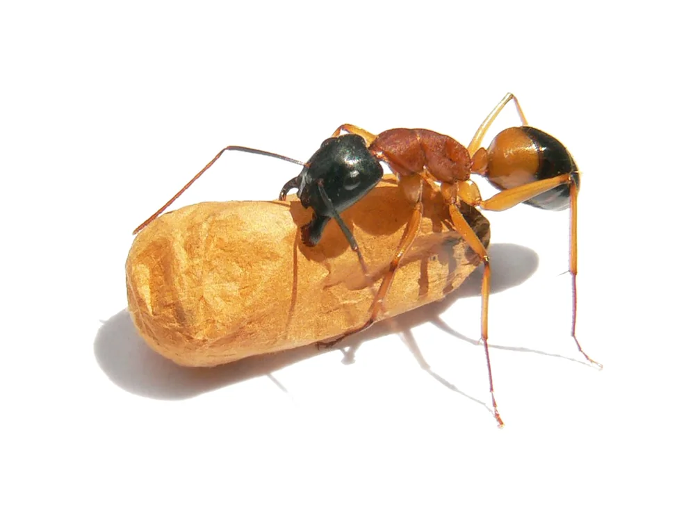An ant carrying a cocoon.