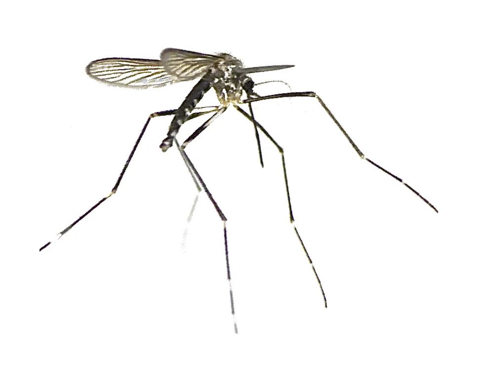 A mosquito.