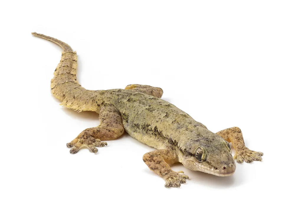 A house gecko.