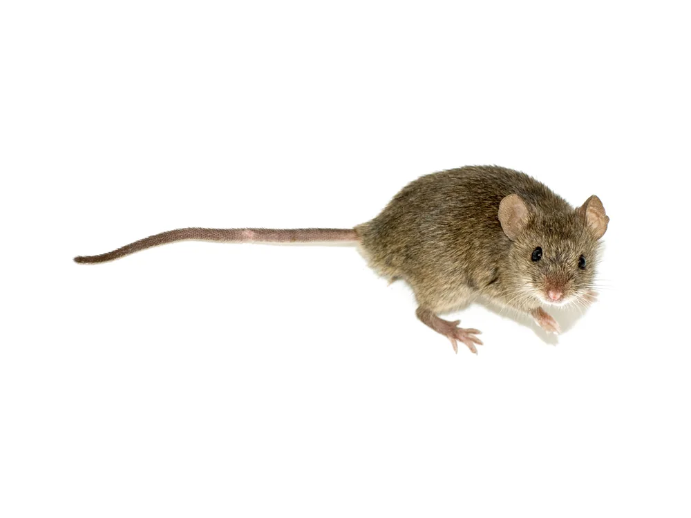 A house mouse.