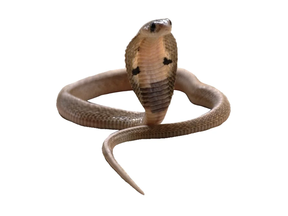 A young Indian cobra.